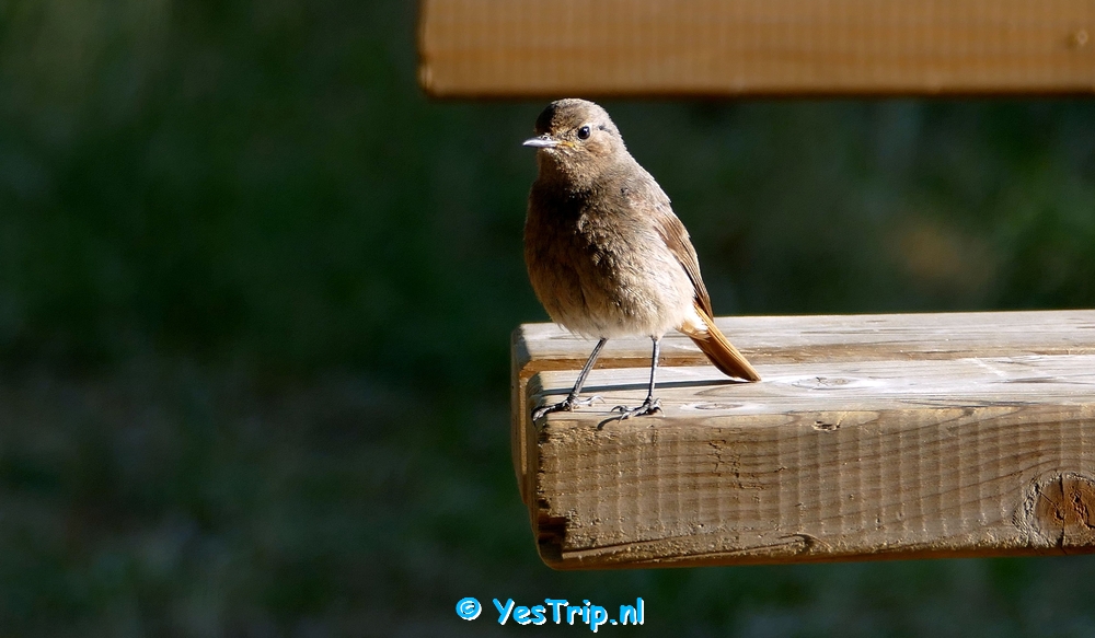 xxx Bird at the camping in Bize-Minervois, France
